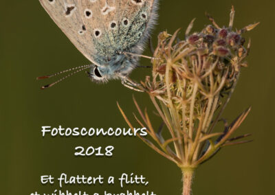Photo - Fotoconcours 2018